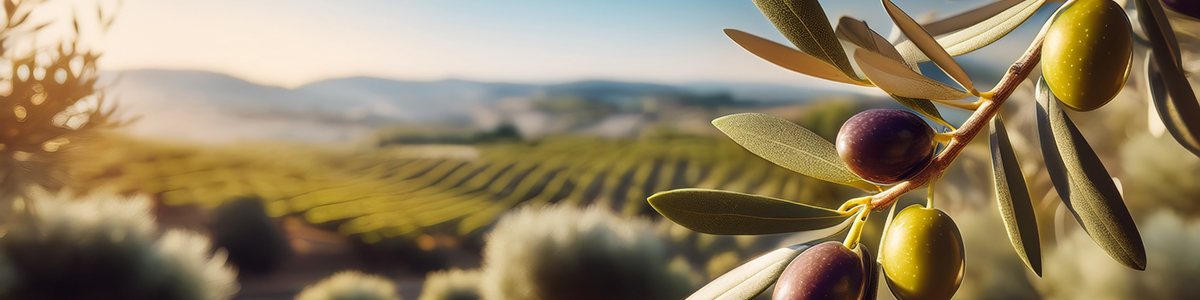 plantaz olivovniku 2